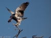 Argentina-Dove-Hunting-Dove-on-Tree