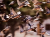 Bird-FLying-Over-Field-in-Los-Chanares