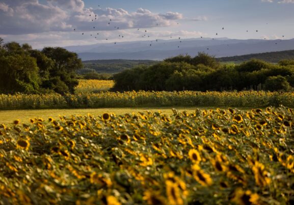 Sunflower-Shooting-Box